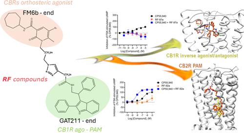 Novel Orthosteric/Allosteric Ligands of Cannabinoid Receptors: An Unexpected Pharmacological Profile