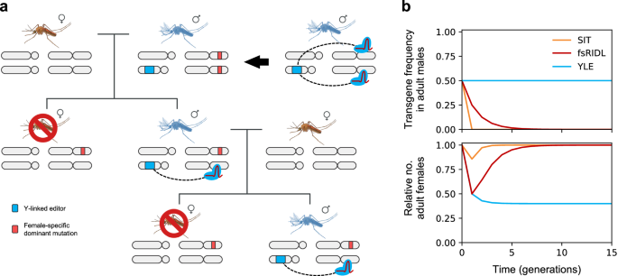 A Y chromosome-linked genome editor for efficient population suppression in the malaria vector Anopheles gambiae