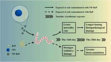 Amplification of benzo[a]pyrene toxicity persistence in earthworms by polystyrene nanoplastics: From organismal health to molecular responses