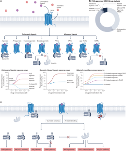 Functional dynamics of G protein-coupled receptors reveal new routes for drug discovery