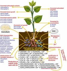 Zinc oxide biotransformation by mineral-dissolving rhizobacteria stimulated plant growth, physiochemical attributes, and mineral uptake in sunflower (Helianthus annuus L.)