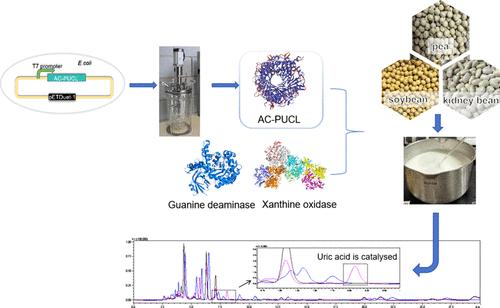 Uricase from Alkalihalobacillus clausii, a Candidate for Industrial Application of Reducing Uric Acid Content of Bean Products