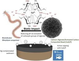 Mercury pollution control and Marphysa sanguinea bio-response in active-capped sediment with calcium alginate/activated carbon composite