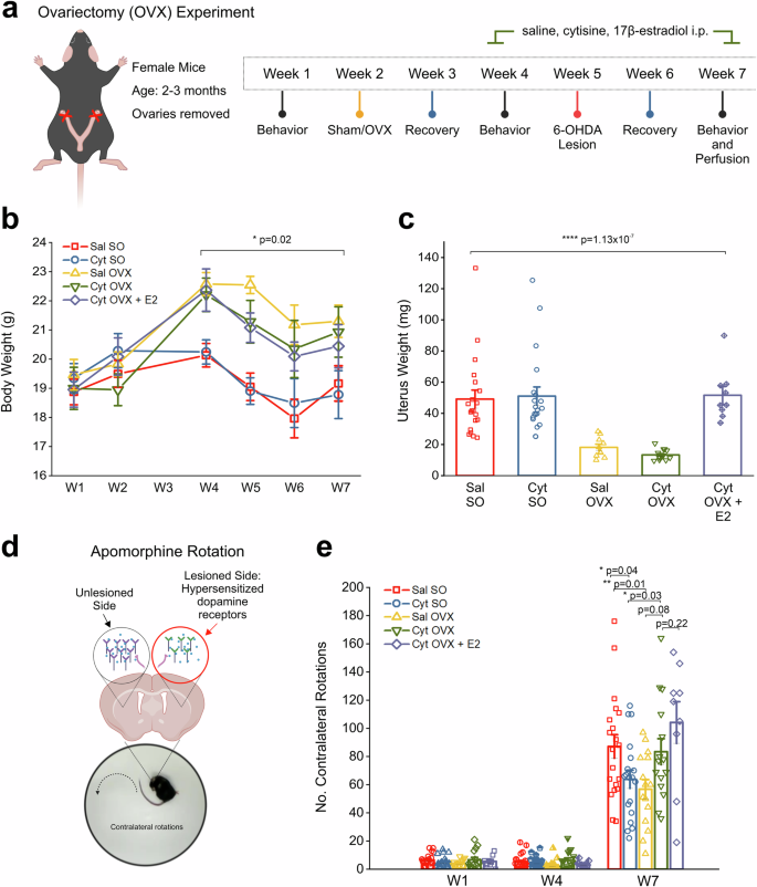 Systemically circulating 17β-estradiol enhances the neuroprotective effect of the smoking cessation drug cytisine in female parkinsonian mice