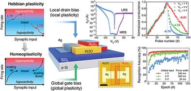 Contact-Engineered Oxide Memtransistors for Homeostasis-Based High-Linearity and Precision Neuromorphic Computing