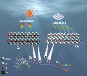 Efficient photocatalytic and piezocatalytic performance in oxygen-vacant CdBiO2Br with localized internal electric field
