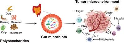 Tumor Microenvironment Targeted by Polysaccharides in Cancer Prevention: Expanding Roles of Gut Microbiota and Metabolites