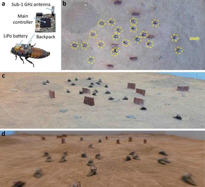 Swarm navigation of cyborg-insects in unknown obstructed soft terrain