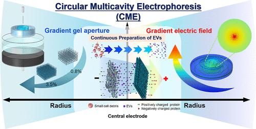 Simultaneous Isolation and Preparation of Extracellular Vesicles by Circular Multicavity Electrophoresis