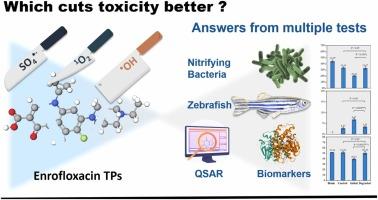 Singlet oxygen presenting a higher detoxification potential on enrofloxacin than sulfate and hydroxyl radicals