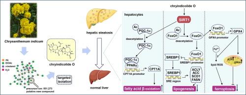 Dimeric guaianolide sesquiterpenoids from the flowers of Chrysanthemum indicum ameliorate hepatic steatosis through mitigating SIRT1-mediated lipid accumulation and ferroptosis