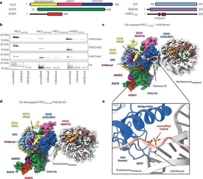 Structural basis for the inhibition of PRC2 by active transcription histone posttranslational modifications