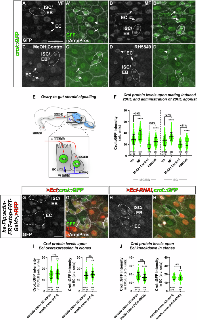 Steroid hormone-induced wingless ligands tune female intestinal size in Drosophila
