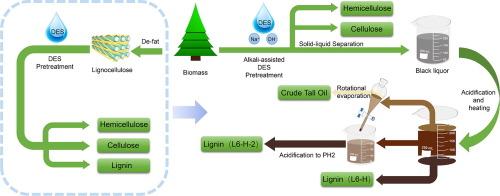 Efficient green Pre-Treatment of coniferous biomass using Alkali-Assisted deep eutectic solvents for tall oil production and lignin component separation