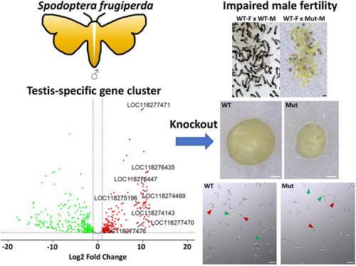 Knockout of a testis-specific gene cluster impairs male fertility in the fall armyworm, Spodoptera frugiperda