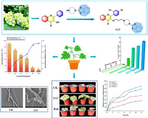 Discovery of novel flavonoid derivatives containing benzothiazole as potential antifungal agents