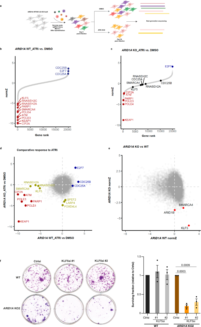 KLF5 loss sensitizes cells to ATR inhibition and is synthetic lethal with ARID1A deficiency