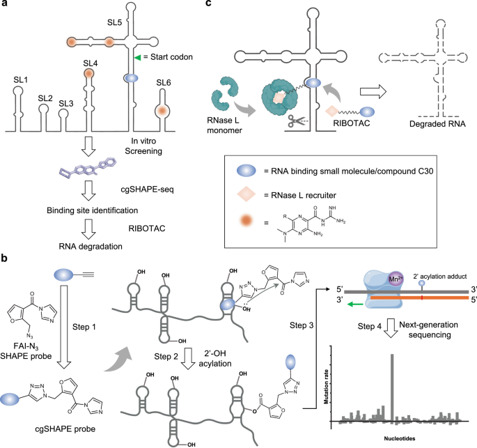 Chemical-guided SHAPE sequencing (cgSHAPE-seq) informs the binding site of RNA-degrading chimeras targeting SARS-CoV-2 5’ untranslated region