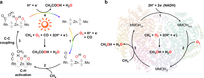 MoS2-confined Rh-Zn atomic pair boosts photo-driven methane carbonylation to acetic acid