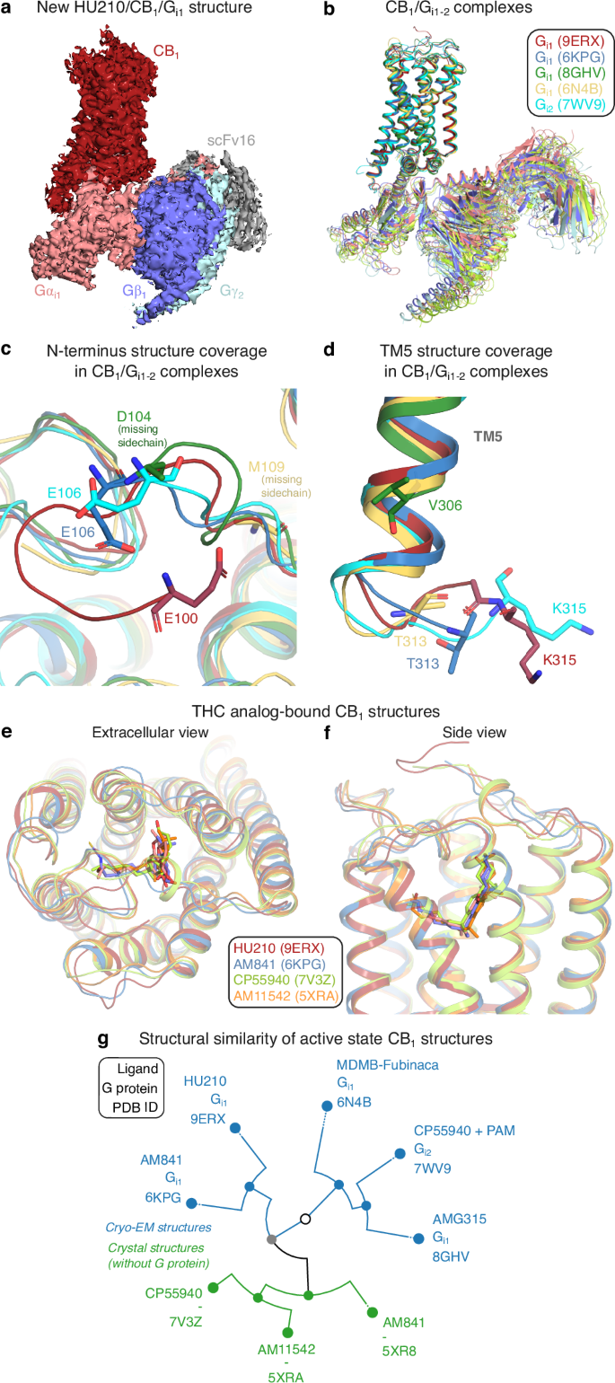 Structural basis of THC analog activity at the Cannabinoid 1 receptor