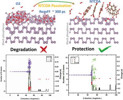 Elucidating the Oxidation Process and Enhanced Stability of Black Phosphorus through NTCDA Passivation: A Molecular Dynamics Study