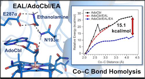 Spectroscopic and Computational Insights into the Mechanism of Cofactor Cobalt–Carbon Bond Homolysis by the Adenosylcobalamin-Dependent Enzyme Ethanolamine Ammonia-Lyase
