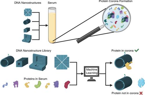 AI-Based Prediction of Protein Corona Composition on DNA Nanostructures