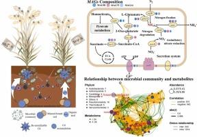 The combination of metagenomics and metabolomics reveals the effect of nitrogen fertilizer application driving the remobilization of immobilization remediation cadmium and rhizosphere microbial succession in rice