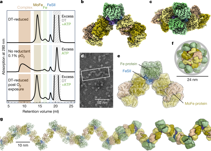Conformational protection of molybdenum nitrogenase by Shethna protein II