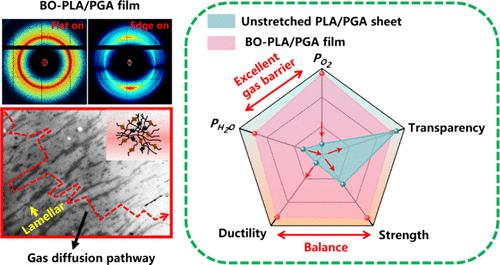 Superior Ductile and Barrier PLA/PGA Films by an In Situ Constructing Transversely Isotropic Network and Well-Ordered Crystalline Nanolayers