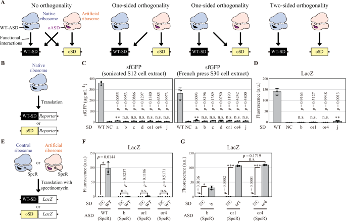 Autonomous ribosome biogenesis in vitro