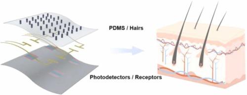 A skin-inspired optoelectromechanically coupled system for 3-axis airflow sensor