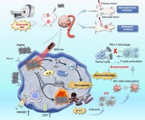 Dimeric PD-L1 specific affibody grafted Fe-based nanosheets for tumor-targeting dual-mode magnet resonance imaging and enhancement of Photothermal-Immunotherapy