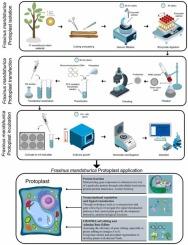 Development of a xylem protoplast expression system for gene function analysis and genome editing in Fraxinus mandshurica Rupr