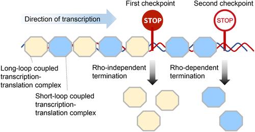 Deciphering the Coupling State-Dependent Transcription Termination in the Escherichia coli Galactose Operon