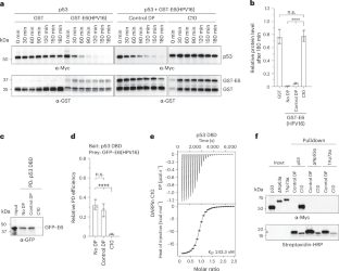 DARPin-induced reactivation of p53 in HPV-positive cells