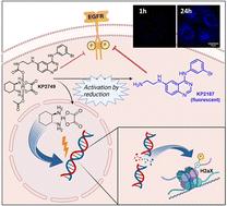 A new fluorescent oxaliplatin(iv) complex with EGFR-inhibiting properties for the treatment of drug-resistant cancer cells†