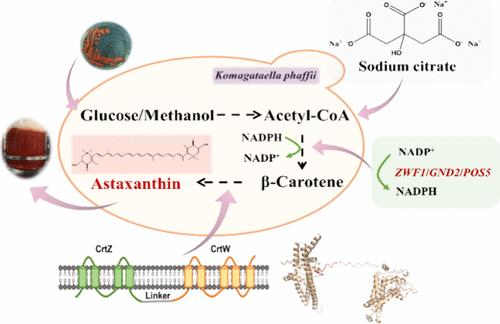 Microbial Astaxanthin Synthesis by Komagataella phaffii through Metabolic and Fermentation Engineering