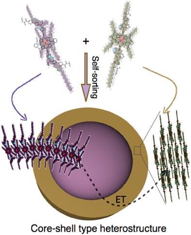Excited-State Carrier Dynamics in Semiconducting Heterostructures from Self-Sorted NIR Active Dyes