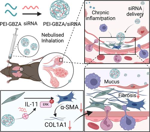 Inhalable siRNA Targeting IL-11 Nanoparticles Significantly Inhibit Bleomycin-Induced Pulmonary Fibrosis