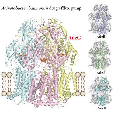 Cryo-EM structure and complementary drug efflux activity of the Acinetobacter baumannii multidrug efflux pump AdeG