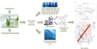 Artemisinin and absinthin production in response to exogenous methyl jasmonate and chilling in Artemisia absinthium L. in vitro propagated plantlets