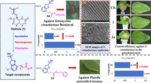 Structural Optimization of Natural Plant Products: Construction, Pesticidal Activities, and Toxicology Study of New 2-Isopropanol-4-methoxy-7-alkyl/aryloxycarbonyl-(E)-vinyl-2,3-dihydrobenzofurans