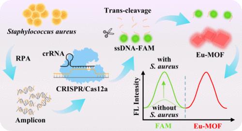 Ultrasensitive “On–Off” Ratiometric Fluorescence Biosensor Based on RPA-CRISPR/Cas12a for Detection of Staphylococcus aureus