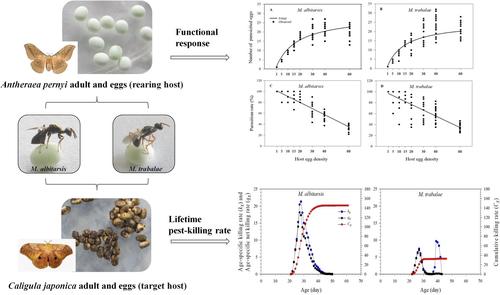 Functional response of two Mesocomys species on factitious host Antheraea pernyi and their biocontrol potential against the Japanese giant silkworm Caligula japonica