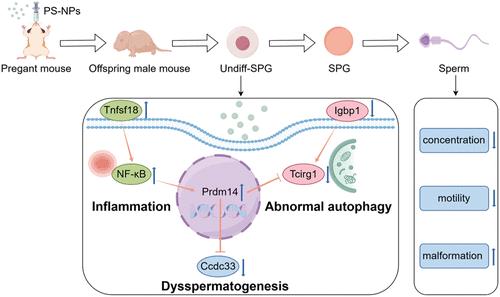 Maternal Exposure to Polystyrene Nanoplastics Disrupts Spermatogenesis in Mouse Offspring by Inducing Prdm14 Overexpression in Undifferentiated Spermatogonia