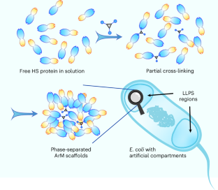 Abiotic catalysis promoted by liquid–liquid phase separation