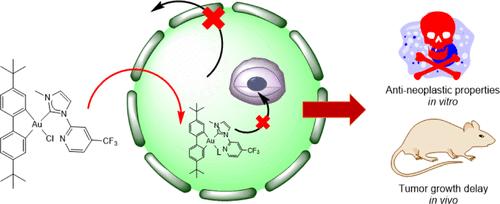 Synthesis and Biological Evaluation of a New Biphenyl-Based Organogold(III) Complex with In Vitro and In Vivo Anticancer Activity