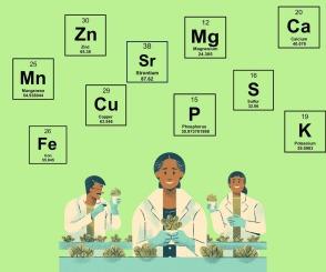 Mineral and trace element analysis of non-conventional food plants using ICP OES and chemometric techniques