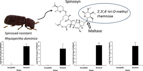 Resistance reduction and cross-resistance of spinosad-resistant Rhyzopertha dominica (Coleoptera: Bostrichidae) and the association between spinosad resistance and maltase activity